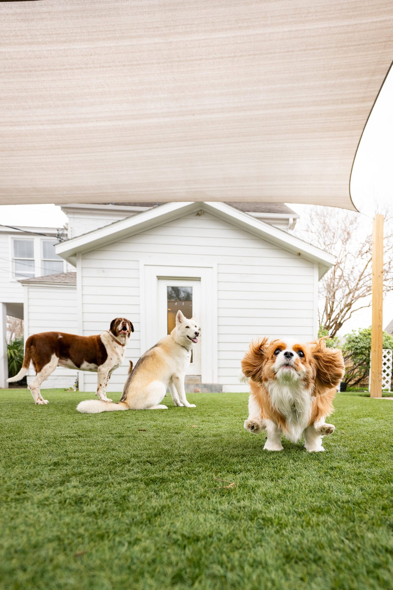 Group Lessons with DOGMAN Training